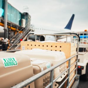 Animals being transported in travel cases at airport